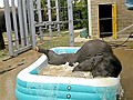 Two Elephants Love Bath Time | BahVideo.com