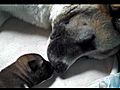 Akita Puppies HD  | BahVideo.com