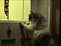 Cat Uses Door Knocker | BahVideo.com