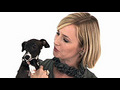 How to brush your dog amp 039 s teeth | BahVideo.com