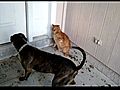 Vicious pitbull vs cat  | BahVideo.com