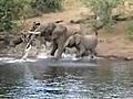 Crocodile Attacks Elephant | BahVideo.com