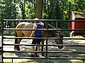 Helping horse with rear leg handling issues | BahVideo.com