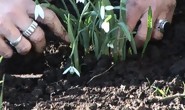 How To Plant Snowdrops In The Green At Home | BahVideo.com