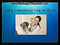 Can a Chiropractor Treat My Dog in Newburgh NY  | BahVideo.com