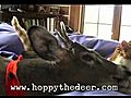 Deer kissing a cat | BahVideo.com