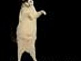 Kitty Cat Dance | BahVideo.com