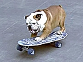 World s Fastest Skateboarding Dog | BahVideo.com