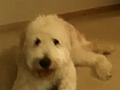 Doggy Forgets To Jump Over The Bed | BahVideo.com