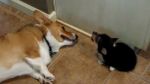 Puppy farts in dog s face | BahVideo.com