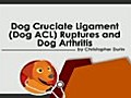 Dog ACL and the Dog Arthritis | BahVideo.com