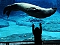 Leopard Seal song | BahVideo.com