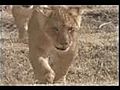 Le lion contre l hyene | BahVideo.com
