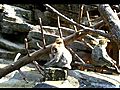 Magot Barbary Macaque  | BahVideo.com