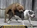 doggie sick | BahVideo.com