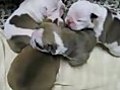 English Bulldog Puppies For Sale | BahVideo.com