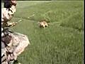 Tiger Attack | BahVideo.com