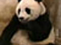 Sneezing panda | BahVideo.com