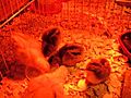 Opportunistic Baby Chickens | BahVideo.com