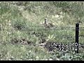 Long-billed Curlew Older Chick | BahVideo.com