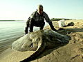 River Monsters The Silent Assassin | BahVideo.com