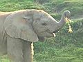 Elephant Calf Needs a Name | BahVideo.com