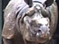 A Rhino amp 039 s sad love story gets happy  | BahVideo.com