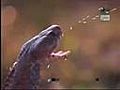 Snake Attack Lion | BahVideo.com