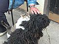 Cat massaging dog | BahVideo.com