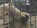 Polar Bear Cub Arrives At Zoo | BahVideo.com