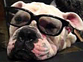 Bulldog Wears Sunglasses | BahVideo.com