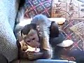 Maymunlarda Behl l etkisi  | BahVideo.com