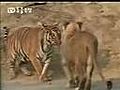 Tiger Vs Lion | BahVideo.com