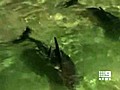 Baby dolphin born at Tangalooma | BahVideo.com