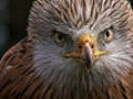 Beautiful big birds | BahVideo.com