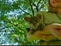 Fossa pups frolic at Omaha s zoo | BahVideo.com