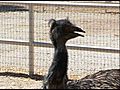 Two Calves and Ostrich Close Up at Animal Acres | BahVideo.com