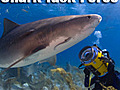 Sharks Oceanic Whitetips at Night | BahVideo.com