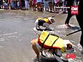 Hang 10 Surfing Dogs Catch A Wave | BahVideo.com