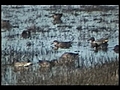 Green-winged Teal with Unusual Black Stripe | BahVideo.com