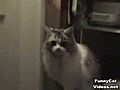 Funny Cat Videos Funny Cats Home | BahVideo.com