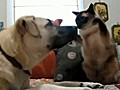 Hilarant combat de boxe entre chien et chat  | BahVideo.com
