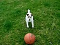 Amazing dog | BahVideo.com