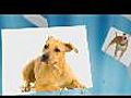 Pitbulls Dogs Pitbulls For Sale Blue Pitbulls  | BahVideo.com