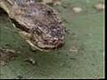 Snake Vs Mongoose | BahVideo.com