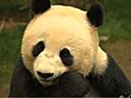Panda Trek | BahVideo.com