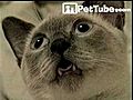 CREEPY CAT  | BahVideo.com