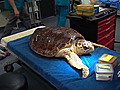 Sea turtle rescue | BahVideo.com