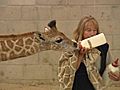Giraffe Calf Is Bottle-fed | BahVideo.com
