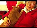 Massage Cat | BahVideo.com